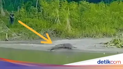 Warga Sulbar Buru Buaya Sungai Mandar Pakai Tombak Usai Serang Warga