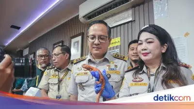 WNI Selundupkan Kadal dan Marmoset, Sembunyi di Celana Legging