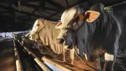 466 Hewan Kurban di Bantul Terinfeksi Cacing Hati, Daging Tetap Layak Konsumsi