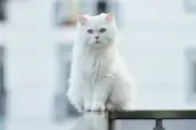 5 Ras Kucing dengan Usia Hidup Terpanjang, Ada yang Capai 20 Tahun
