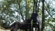 8 Macan Tutul Jawa Teridentifikasi di TN Bromo Tengger Semeru