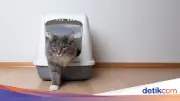 8 Negara Paling Suka Pelihara Kucing, Indonesia Tidak Termasuk