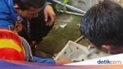 Anak Kucing Nyangkut di Wastafel, Damkar Bogor Evakuasi 10 Menit