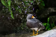 Apa Itu Duck Syndrome yang Viral di Media Sosial?