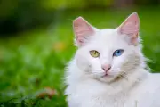 Apakah Kucing Benar-Benar Bisa Merasakan Kecemburuan? Ini Faktanya