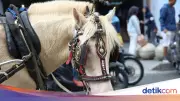 Asal Usul Istilah Debat Kusir Ternyata dari Kentut Kuda