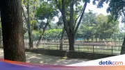 Asal-usul Kawanan Rusa Muncul di Permukiman Depok Subuh-subuh Terungkap