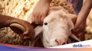 Batas Waktu Pembagian Daging Kurban: Ini Penjelasan Lengkapnya
