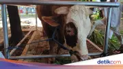 Bolehkah Makan Daging Kurban Sendiri? Ini Penjelasan Lengkapnya
