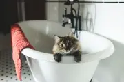 Bolehkah Memandikan Kucing Pakai Sampo Manusia? Ini Kata Ahli