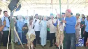 Bupati Serang: Pemotongan 1.000 Domba Jadi Pilot Project Nasional