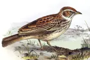 Burung Punah 94 Tahun Ditemukan Kembali di Afrika