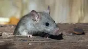 Cara Aman Bersihkan Kotoran Tikus agar Tak Tertular Hantavirus
