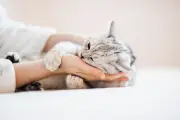 Cara Kucing Tunjukkan Kasih Sayang pada Pemilik, Sering Tak Disadari