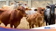 Cara Kurban Online: Harga Hewan 2026 dan Panduan Lengkap dari Baznas