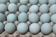 Cara Membuat Telur Asin Rumahan Tanpa Abu Gosok, Tetap Masir dan Gurih