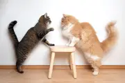 Cara Menangani Kucing Usai Berkelahi dan Mencegah Infeksi