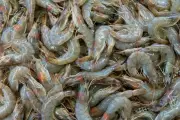 Cara Simpan Udang Mentah Agar Tetap Segar dan Tahan Lama