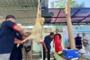 Cegah Iritasi Kulit saat Potong Hewan Kurban, Pakai Alat Pelindung Ini