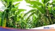 Curi 5 Tandan Pisang, Pria di Cileungsi Bogor Diamankan Warga