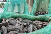 Darurat Ekosistem: Invasi Spesies Asing Ancam Biodiversitas Perairan Tawar Indonesia