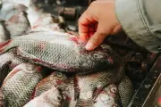 Dijuluki Chicken of the Sea, Ikan Nila RI Tembus Pasar AS dan Eropa