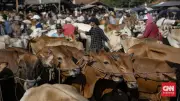 Dusun Krajan Banjarnegara Kebanjiran 391 Hewan Kurban, Sapi Bergeser ke Kambing