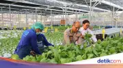 Greenhouse SPPG Palmerah PMJ Panen Sawi dan Nila untuk Dukung Menu MBG