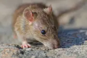 Hantavirus Kembali Mewabah di Kapal Pesiar, Kenali Strain Andes