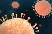 Hantavirus Merebak, Pakar Unair Jelaskan Gejala dan Penularannya