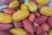 Harga Biji Kakao Naik 2,45 Persen, Ini Penyebabnya