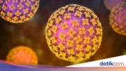 Hasil Laboratorium Suspek Hantavirus di Kulon Progo Dinyatakan Negatif