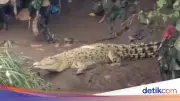Heboh Buaya Putih di Cisadane, BPBD Imbau Warga Tak Ganggu