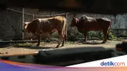 Hukum Kurban Setiap Tahun atau Sekali Seumur Hidup? Ini Penjelasannya