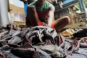 Ikan Sapu-sapu Tinggi Protein, BRIN Ungkap Syarat Konsumsinya