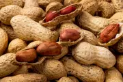 Kacang Tanah: Si Kecil Kaya Protein yang Disukai Ahli Gizi