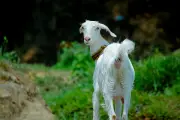 Kambing Penyelamat: Gali Bunker, Selamatkan 11 Orang dari Tornado