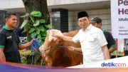 Kemenbud Kurban 23 Ekor Sapi, Fadli Zon Tekankan Nilai Pengorbanan