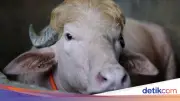 Kerbau Albino 'Donald Trump' Batal Dikurbankan saat Idul Adha 2026