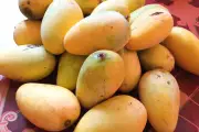 Kesalahan Besar: Jangan Simpan Mangga Mentah di Kulkas, Ini Alasannya