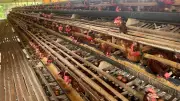 Kisah Desa Cikahuripan Jaga Ketahanan Pangan Lewat Peternakan Ayam Petelur