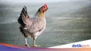 Kisah Pasukan Romawi Kalah Perang karena Abaikan Ramalan Ayam