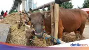 KPKP DKI Perketat Pengawasan Hewan Kurban Jelang Idul Adha 1447 H