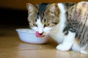 Kucing Berhenti Makan Bukan Karena Kenyang, Tapi Bosan Aroma