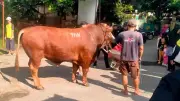 Masjid Dekat Rumah Amien Rais Dapat Sapi Kurban 1,1 Ton dari TIW