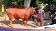 Masjid Dekat Rumah Amien Rais Dapat Sapi Kurban Misterius Bertuliskan TIW
