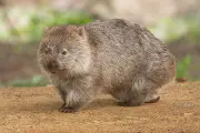 Mengapa Kotoran Wombat Berbentuk Kubus? Ini Rahasianya