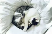 Mengapa Kucing Suka Menggaruk Sofa? Ini Alasan dan Cara Mengatasinya