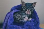 Mengapa Kucing Takut Air? Begini Penjelasan Para Ahli