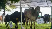 Mitratel Salurkan 3.388 Paket Daging Kurban di Idul Adha 1447 H